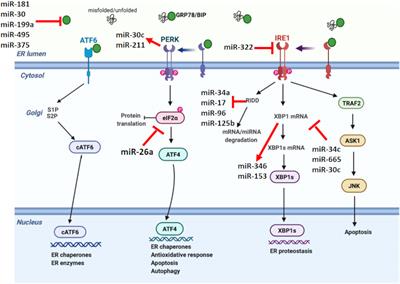 Endoplasmic Reticulum Stress and miRNA Impairment in Aging and Age-Related Diseases